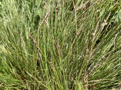 Carex filifolia