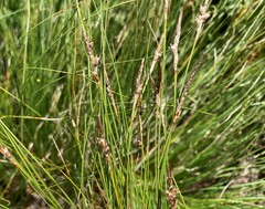 Carex filifolia