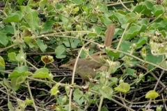 Prinia