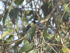 Parus cinereus