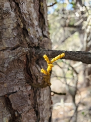 Arceuthobium campylopodum