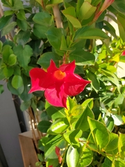 Mandevilla sanderi
