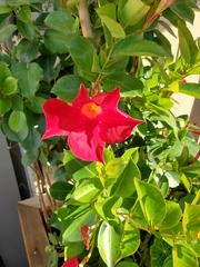 Mandevilla sanderi
