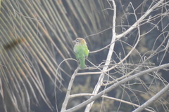 Psilopogon viridis