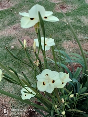 Dietes bicolor