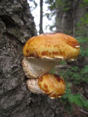 Pholiota adiposa