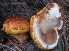 Pholiota adiposa