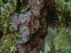 Montipora