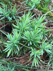 Juniperus