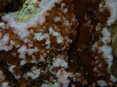 Montipora