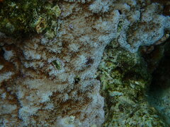 Montipora