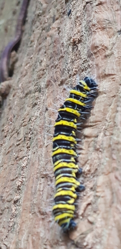 African Peach Moth photo 3