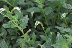 Heliotropium angiospermum