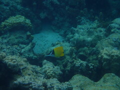 Forcipiger flavissimus