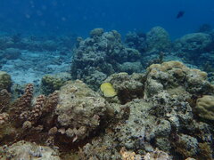 Chaetodon citrinellus