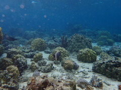 Chaetodon reticulatus