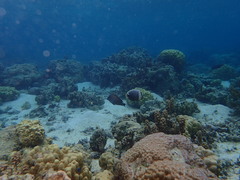 Chaetodon reticulatus