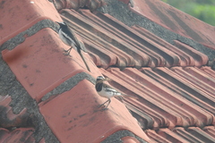 Motacilla maderaspatensis