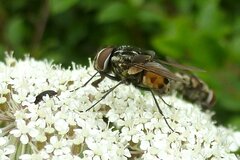 Graphomya maculata
