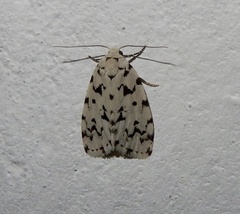 Aemene taprobanis