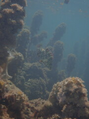 Cheilinus chlorourus