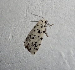 Aemene taprobanis