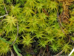 Tortella squarrosa