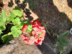 Pelargonium × hybridum