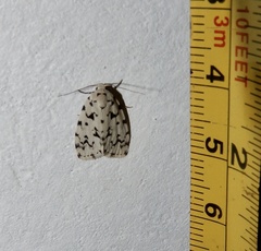 Aemene taprobanis