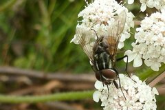 Graphomya maculata