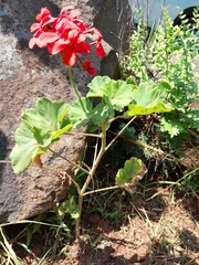 Pelargonium × hybridum