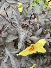 Bidens frondosa