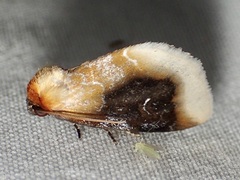 Chrysoecia scira