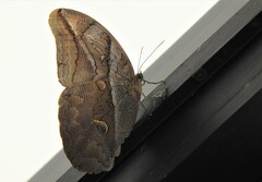 Eryphanis automedon