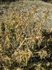 Xanthium spinosum