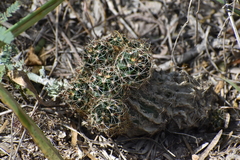 Hamatocactus setispinus
