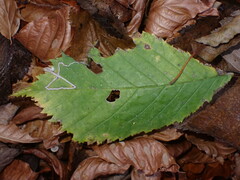 Stigmella ulmivora