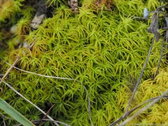 Tortella squarrosa