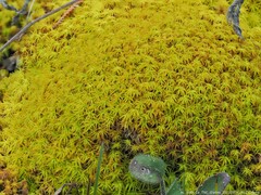 Tortella squarrosa