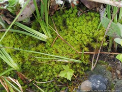 Tortella squarrosa