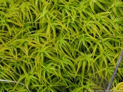 Tortella squarrosa