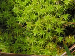 Tortella squarrosa