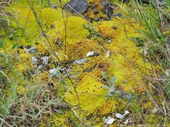 Tortella squarrosa