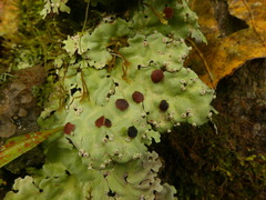 Peltigerales