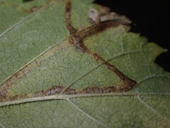 Stigmella ulmivora