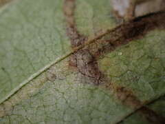 Stigmella ulmivora
