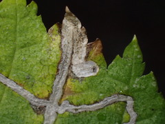 Stigmella ulmivora