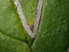 Stigmella ulmivora