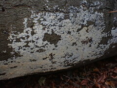 Basidioradulum radula