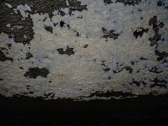 Basidioradulum radula